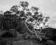 23rd May 2015 - Snowgum