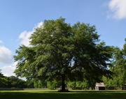 23rd May 2015 - Oak tree, Charles Towne Landing State Historic Site, Charleston, SC