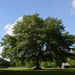 Oak tree, Charles Towne Landing State Historic Site, Charleston, SC by congaree