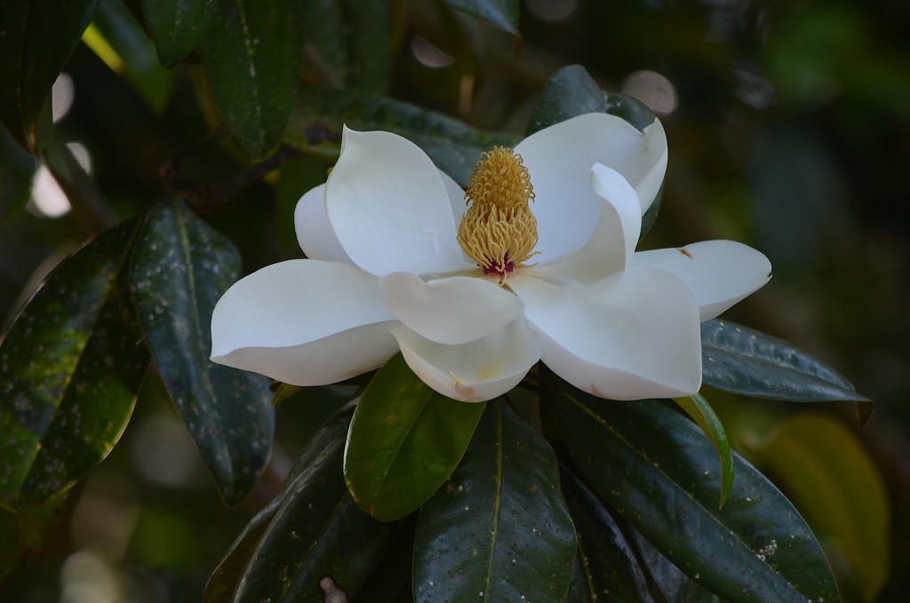 Magnolia bloom (Magnolia grandiflora).  These magnificent blooms are covering our magnolia trees this week. by congaree