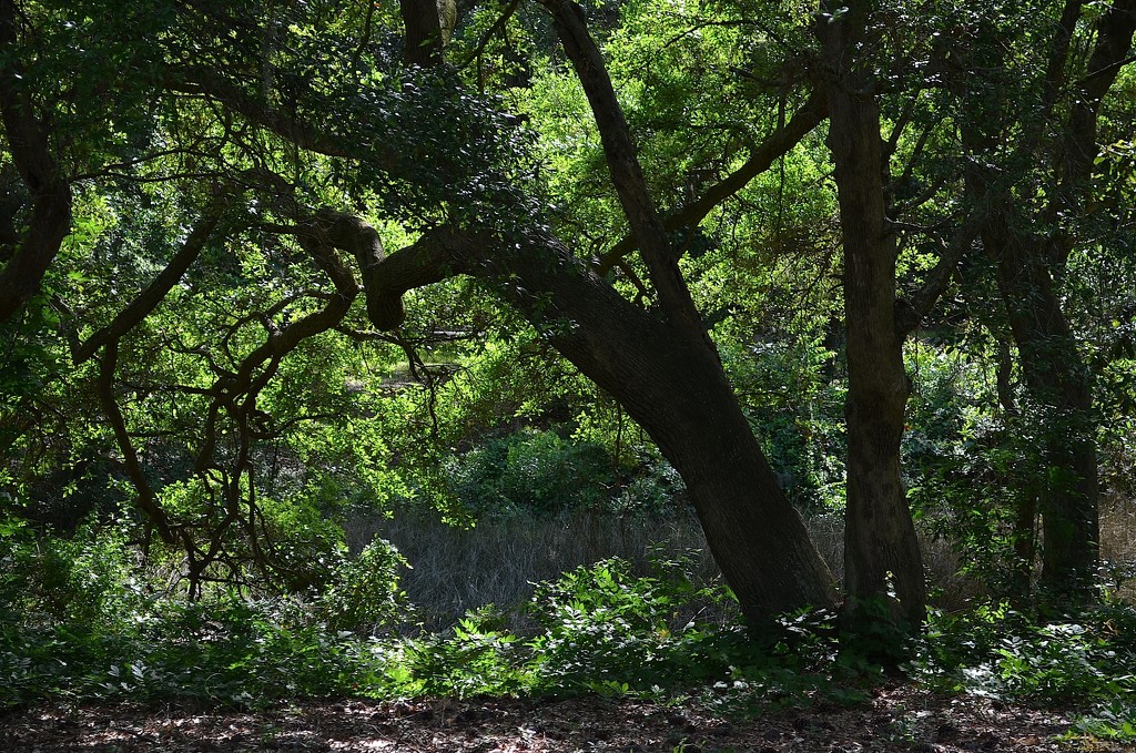 Woodland shadow and light by congaree