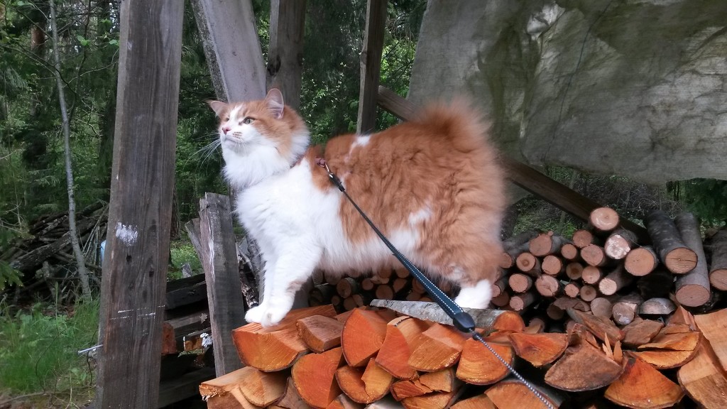 Firewood inspector by katriak