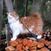 Firewood inspector by katriak