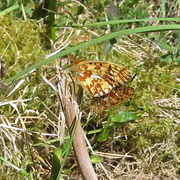 23rd May 2015 - Mating Pearl bordered fritillary butterflies