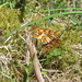 Mating Pearl bordered fritillary butterflies by steveandkerry