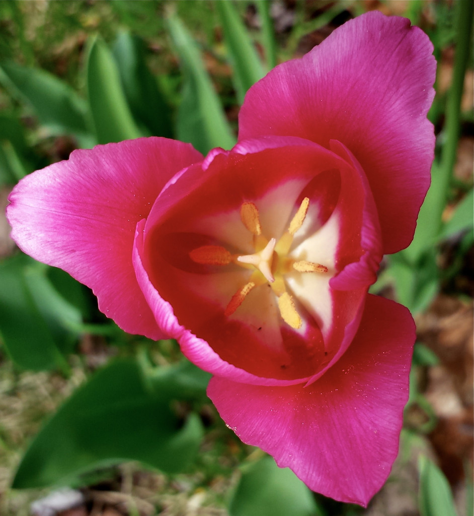 Tulip 2015 by houser934