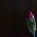 Red Carnation SOOC by houser934
