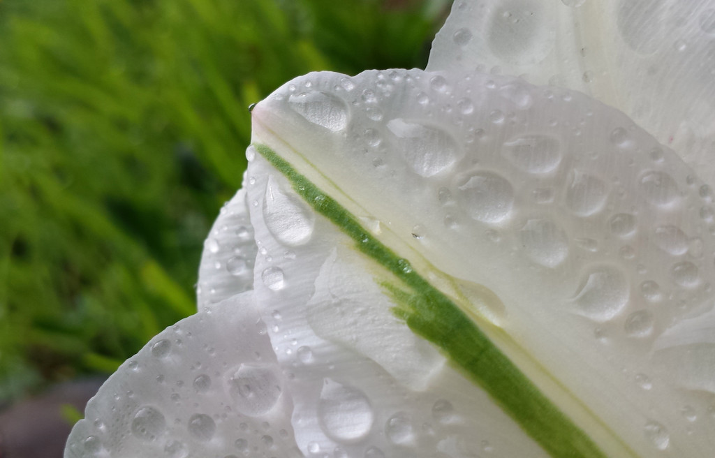 Rain on Tulips by houser934