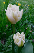 6th May 2015 - Double Tulips