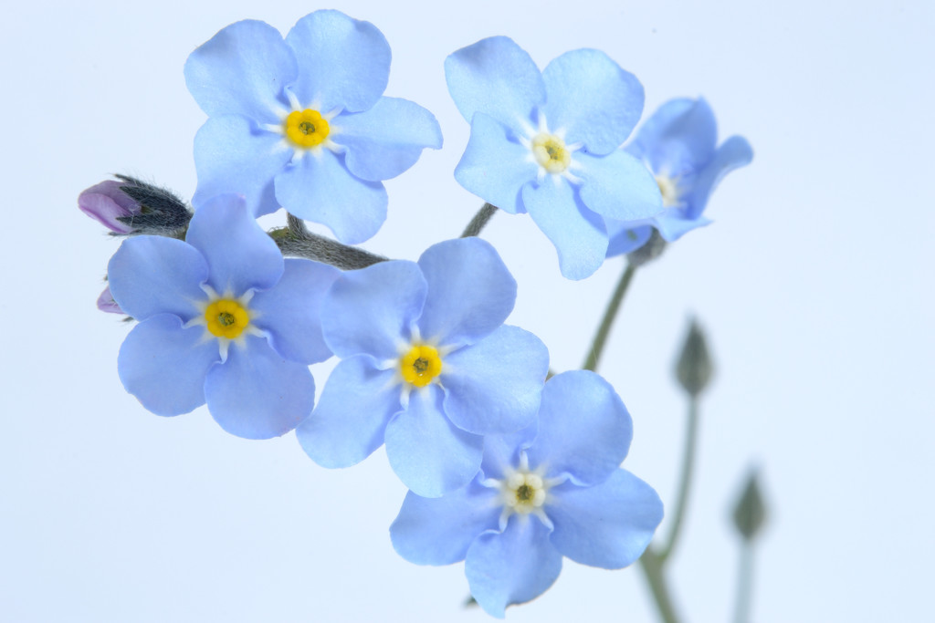 Forget-me-not by richardcreese
