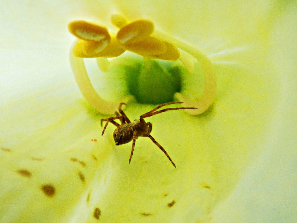Spider exploring a Foxglove by julienne1