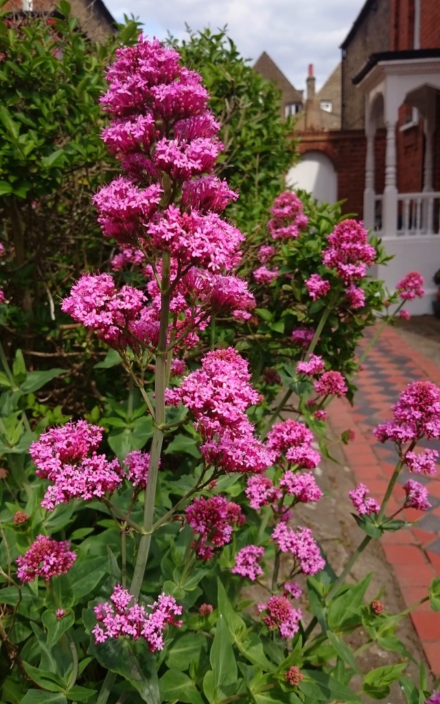 Red valerian by boxplayer