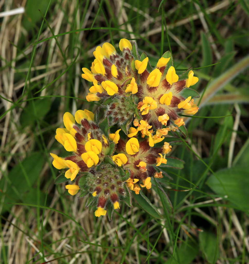 Kidney Vetch by lifeat60degrees