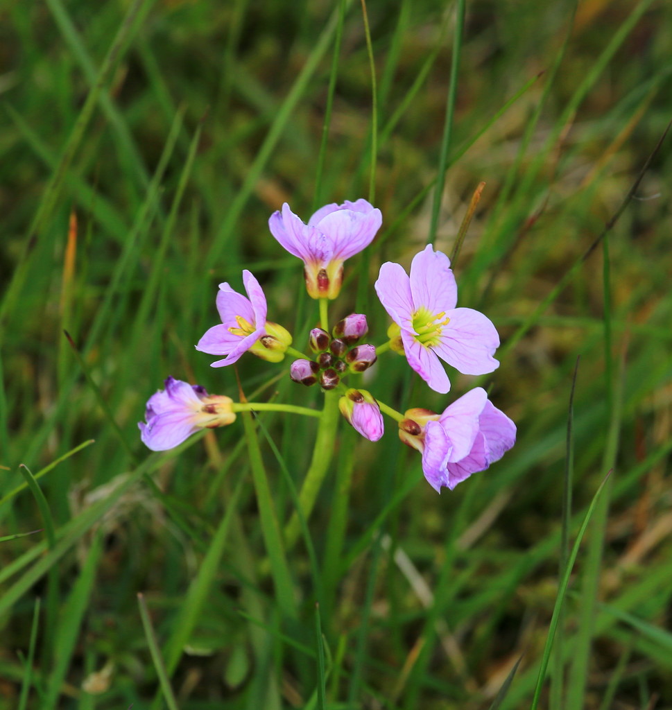 Cuckooflower by lifeat60degrees