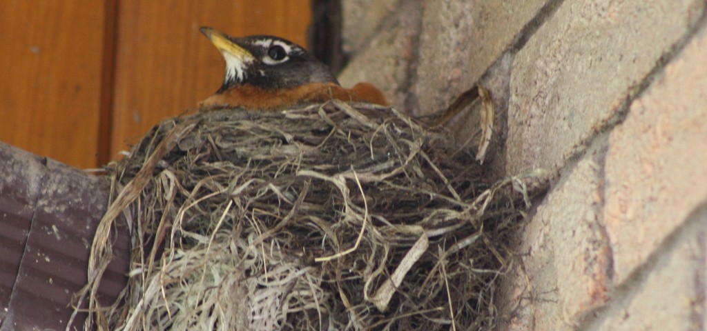 Mrs. Robin is guarding her nest by bruni