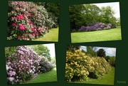 23rd May 2015 - More Rhododendrons