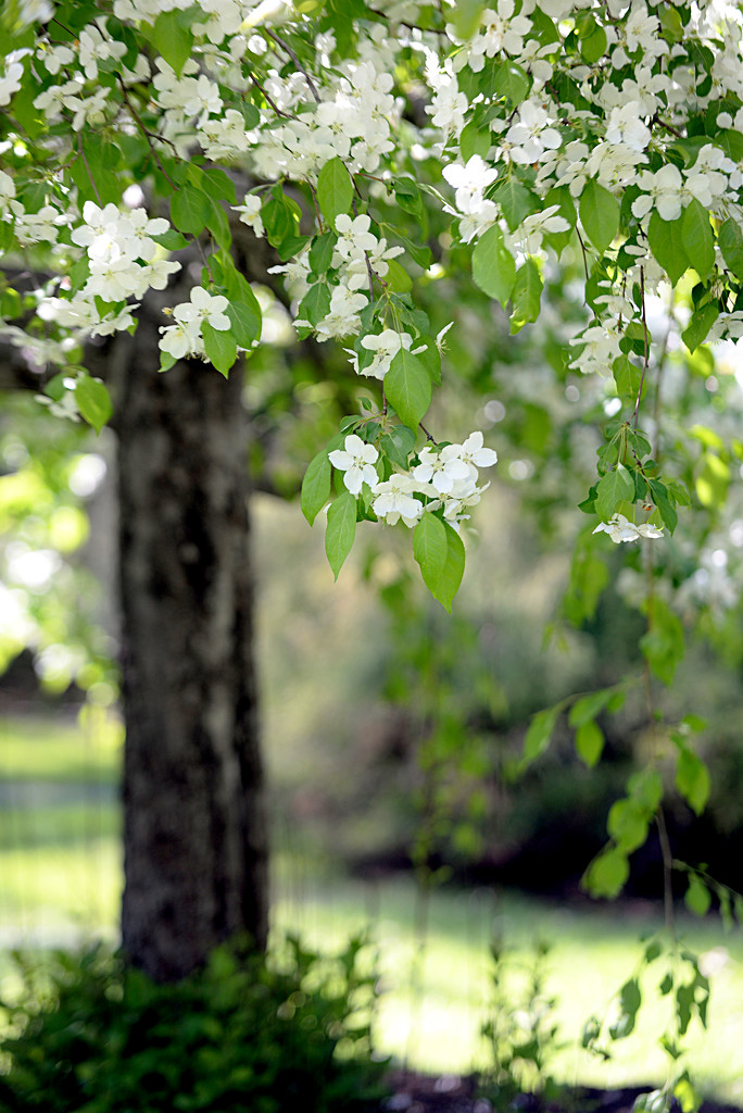 Cascading blossoms! by fayefaye