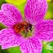 Busy bee photo bombs pink geranium by pistache