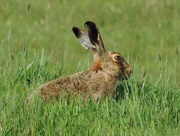 23rd May 2015 - Brown Hare