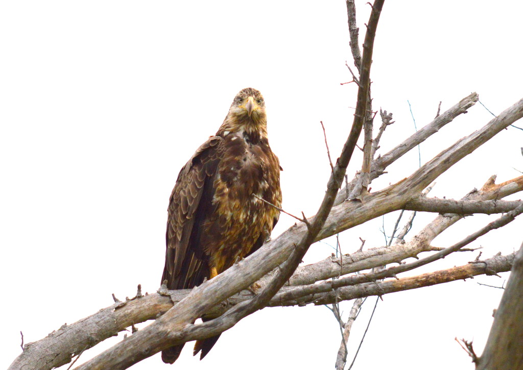 Juvenile Bald Eagle by kareenking