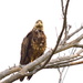 Juvenile Bald Eagle by kareenking