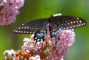 23rd May 2015 - butterfly on lilac
