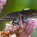 butterfly on lilac by amyk
