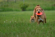 22nd May 2015 - Leader of the Pack