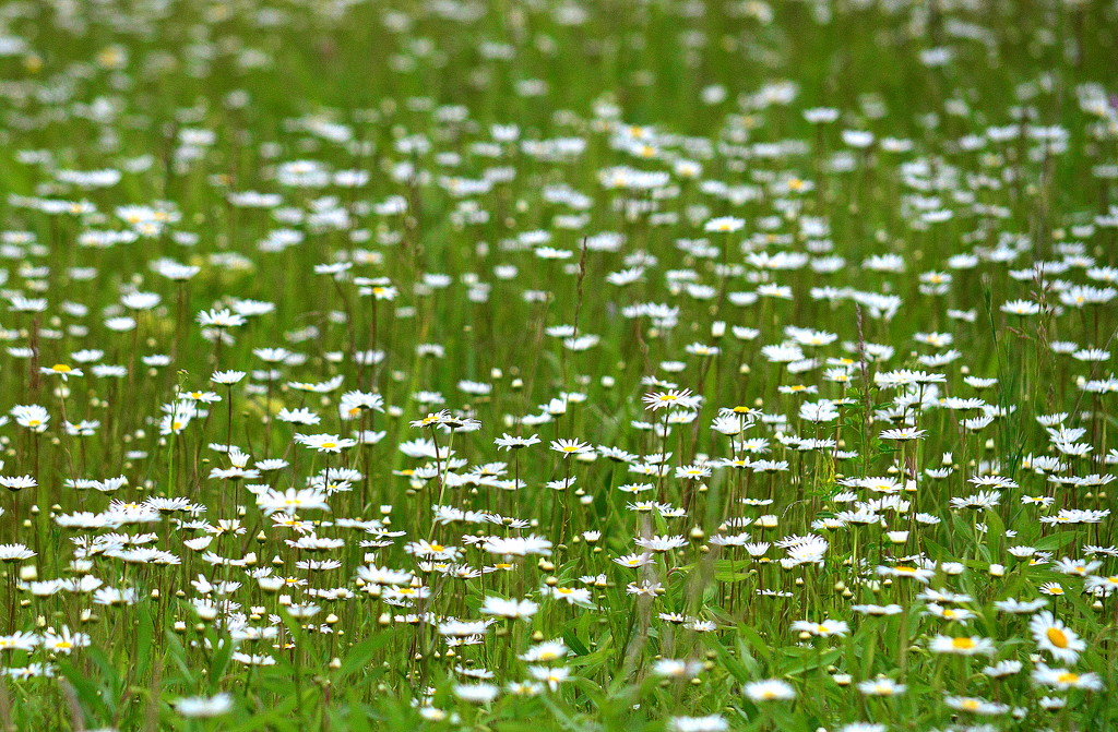 Field of Daisies by kareenking