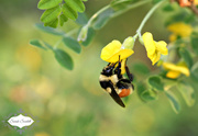 23rd May 2015 - Bumble Bee