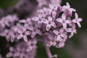 23rd May 2015 - Stop and Smell the Lilacs