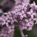 Stop and Smell the Lilacs by sarahsthreads
