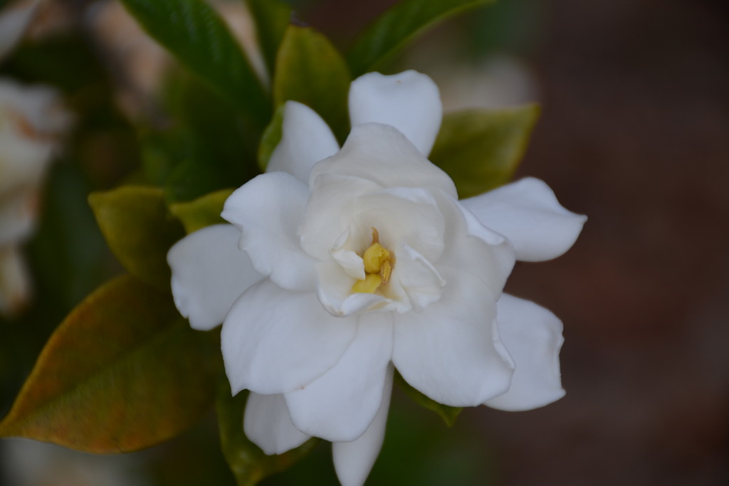 Gardenia by thewatersphotos