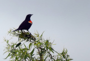 23rd May 2015 - Red-winged Blackbird