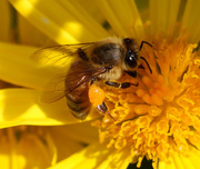23rd May 2015 - Bee collecting