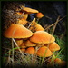 Toadstool family by dide