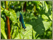 24th May 2015 - Banded Demoiselle