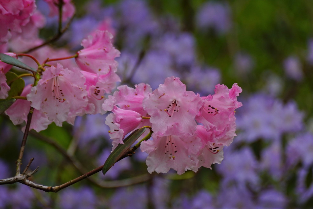 SPRING COLOUR by markp