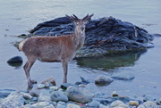 12th May 2015 - RED DEER ON THE BEACH