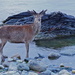 RED DEER ON THE BEACH by markp