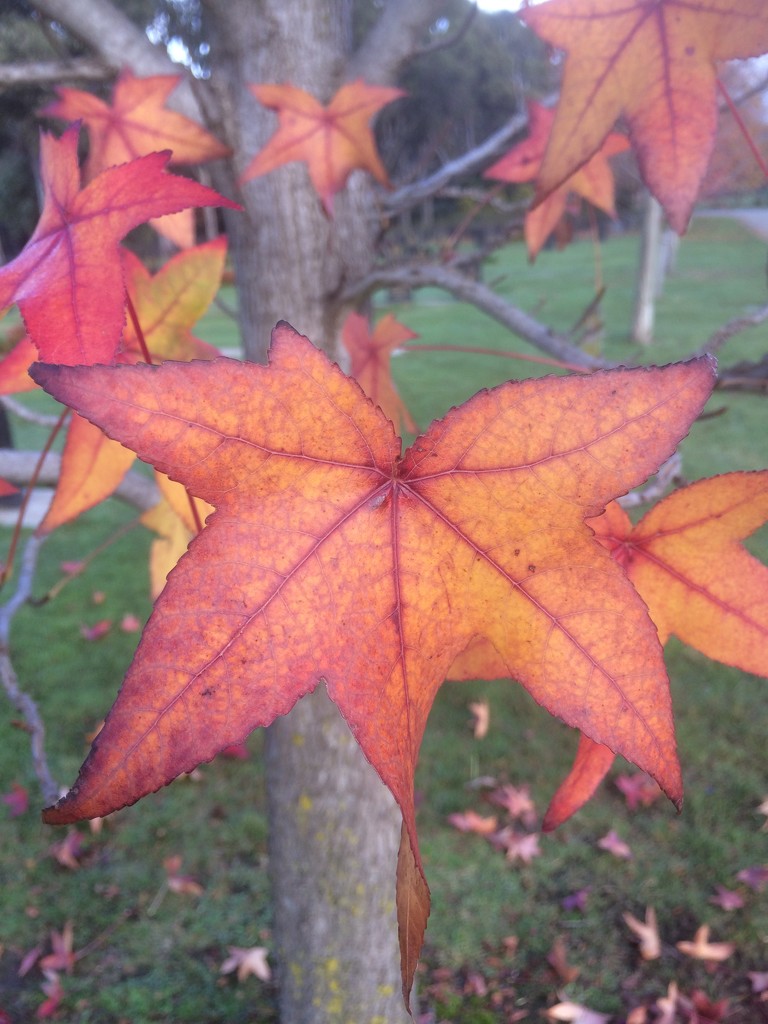 Autumn leaves by alia_801