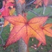 Autumn leaves by alia_801