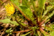 24th May 2015 - My first dandelion