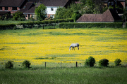 23rd May 2015 - More buttercups.....
