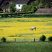 More buttercups..... by susie1205
