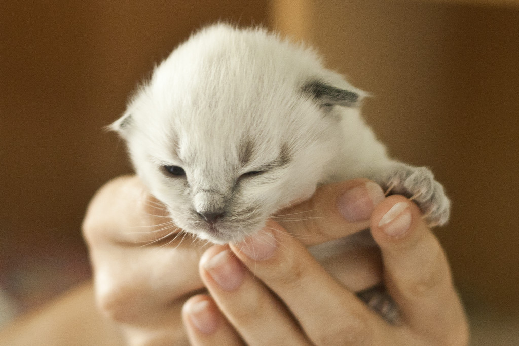 Itty bitty kitty by lily
