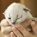 Itty bitty kitty by lily