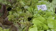 16th May 2015 - Lettuce from Green Things Farm