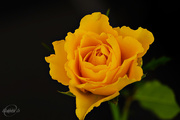 24th May 2015 - Yellow rose