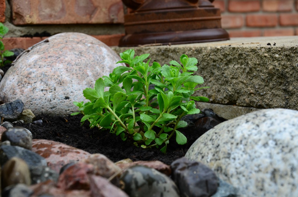 creeping sedum... by earthbeone